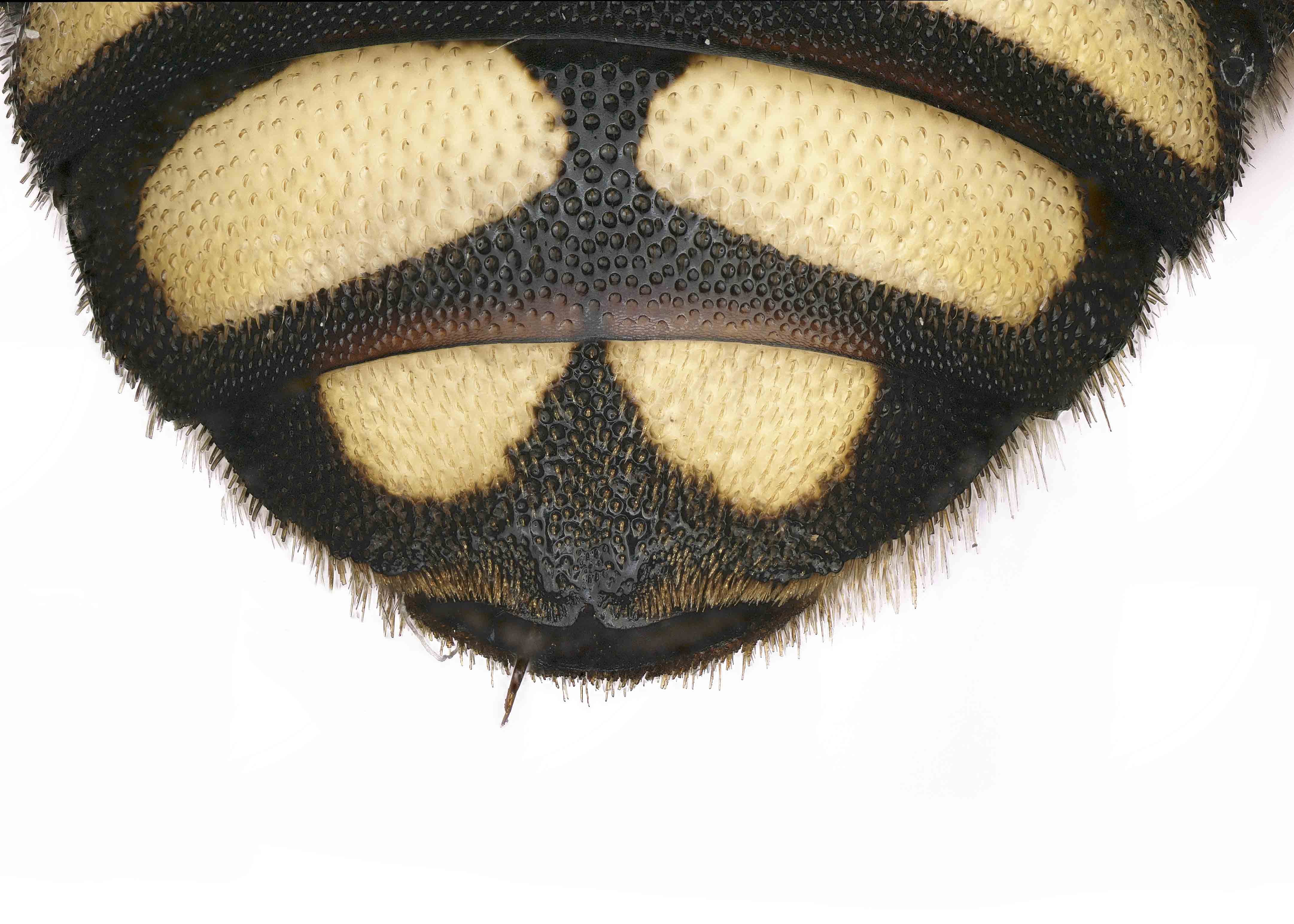   Rhodanthidium septemdentatum  female T6 without impunctate median ridge, photo: C. Ritner 
