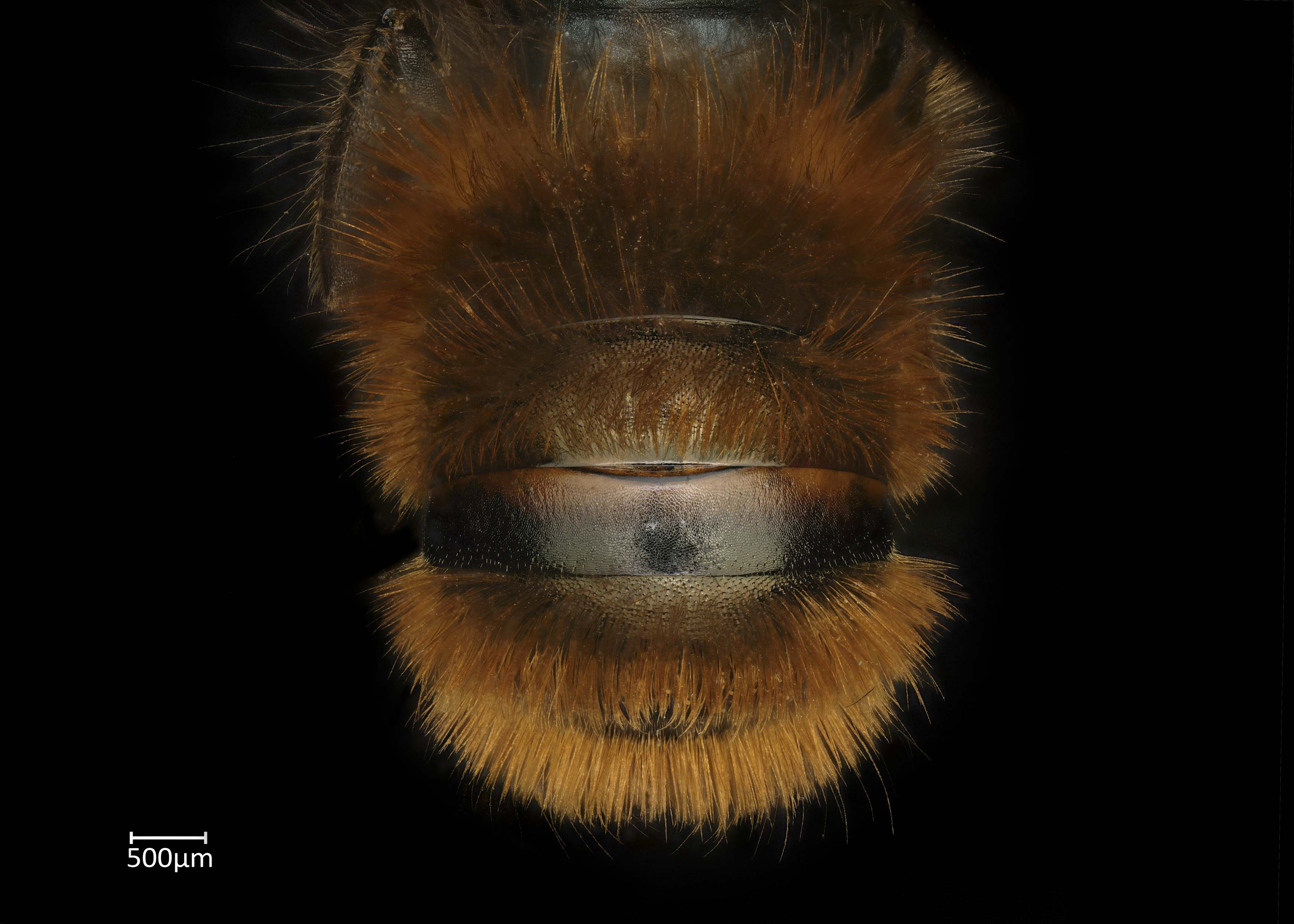  Osmia kohlii  male abdomen, photo: Chelsey Ritner 
