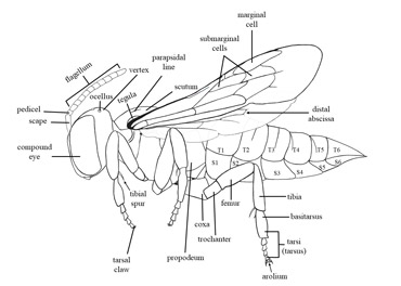 Bee morphology | Exotic Bee ID