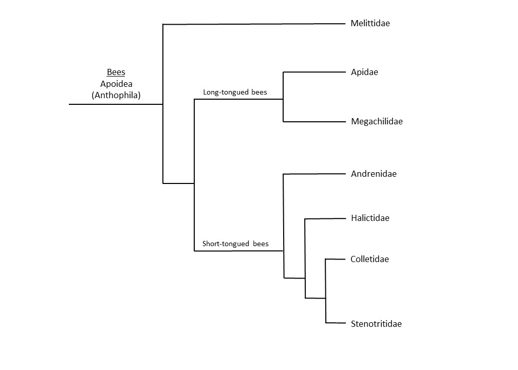 Hypothesis of phylogenetic relationships among bee families (Danforth 2006, Michener 2007).