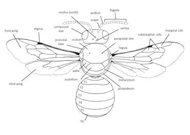 Bee morphology | Exotic Bee ID