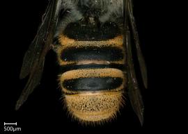   Chelostomoides otomita  male abdomen, photo: Shaun Heller 

