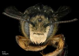   Megachile hypocritanbsp; male face, photo: Jeni Sidwell 
