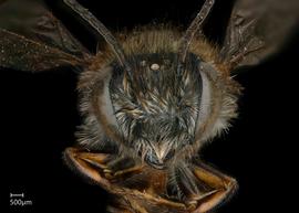   Megachile colombiana  male face, photo: Jeni Sidwell 
