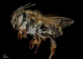   Megachile colombiana  male lateral habitus, photo: Jeni Sidwell 
