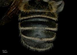   Megachile viator  male abdomen, photo: Jeni Sidwell 
