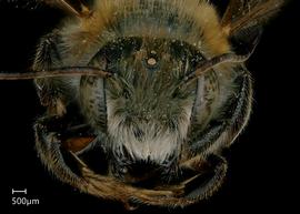   Megachile viator  male face, photo: Jeni Sidwell 
