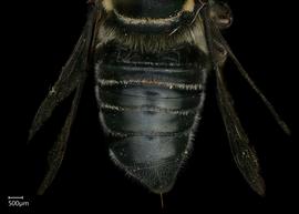   Megachile toluca  female abdomen, photo: Shaun Heller 
