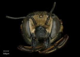   Megachile toluca  female face, photo: Shaun Heller 
