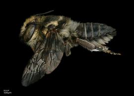   Megachile toluca  female lateral habitus, photo: Shaun Heller 
