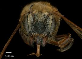   Megachile vestis  female face, photo: Shaun Heller 
