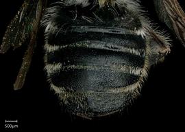   Megachile zexmeniae  male abdomen, photo: Jeni Sidwell 
