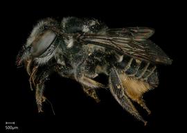   Megachile zexmeniae  female lateral habitus, photo: Jeni Sidwell 
