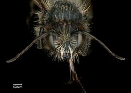   Osmia mustelina  male face, photo: Chelsey Ritner 
