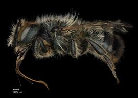   Osmia mustelina  male lateral habitus, photo: Chelsey Ritner 
