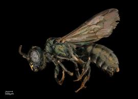   Ceratina ignara  male lateral habitus, photo: Joshua Hengel 
