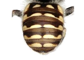   Anthidium jocosum  female abdomen, photo: C. Ritner 

