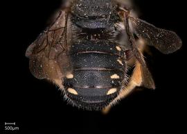   Pseudoanthidium nanum nbsp;male abdomen 
