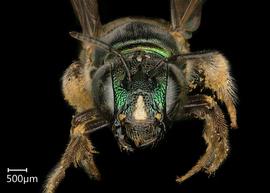   Ceratina eximanbsp; female face, photo: Chelsey Ritner 
