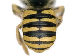   Anthidium mormonum  female abdomen, photo: C. Ritner 
