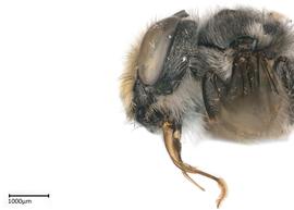   Megachile zexmeniaenbsp; male lateral, photo: Colleen Meidt 
