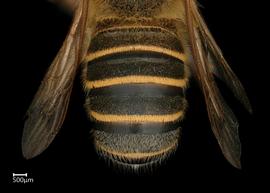  Megachile aztecanbsp; male abdomen, photo: Colleen Meidt 
