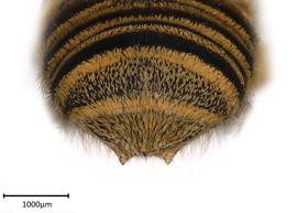   Megachile simplicipes nbsp;male apical terga, photo: Colleen Meidt 
