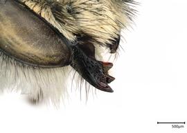   Megachile tepaneca nbsp;male mandible, photo: Colleen Meidt 
