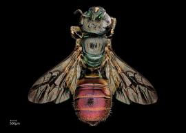   Ceratina eximanbsp; female dorsal habitus, photo: Chelsey Ritner 
