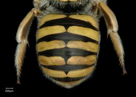   Anthidium sonorense nbsp;female abdomen, photo: Chelsey Ritner 
