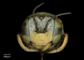   Anthidium sonorense nbsp;female face, photo: Chelsey Ritner 
