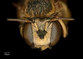   Anthidium hallinani nbsp;male face, photo: Chelsey Ritner 
