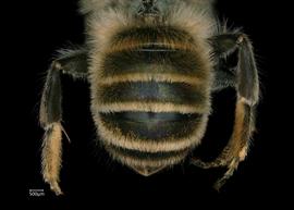   Osmia scheherazade  female abdomen, photo: Chelsey Ritner 
