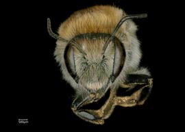   Osmia scheherazade  female face, photo: Chelsey Ritner 
