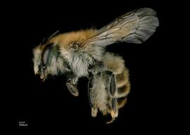   Osmia scheherazade  female lateral habitus, photo: Chelsey Ritner 
