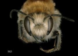   Osmia scheherazade  male face, photo: Chelsey Ritner 
