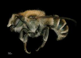   Osmia scheherazade  male lateral habitus, photo: Chelsey Ritner 
