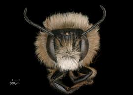   Osmia nigrohitra  male face, photo: Chelsey Ritner 
