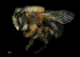   Osmia nigrohitra  male lateral habitus, photo: Chelsey Ritner 
