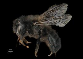   Osmia nigrohitra  female lateral habitus, photo: Chelsey Ritner 
