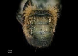   Osmia ariadne  female abdomen, photo: Chelsey Ritner 
