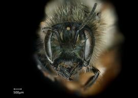   Osmia ariadne  female face, photo: Chelsey Ritner 
