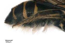   Ceratina perforatrix , female. photo: Colleen Meidt 
