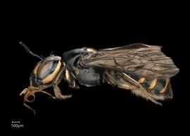  Ceratina perforatrixnbsp; female lateral habitus, photo: Chelsey Ritner 
