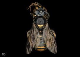   Ceratina perforatrixnbsp; female abdomen, photo: Chelsey Ritner 
