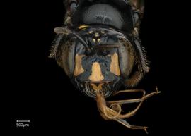   Ceratina perforatrixnbsp; female face, photo: Chelsey Ritner 
