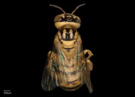   Ceratina beata  female dorsal habitus, photo: Chelsey Ritner 
