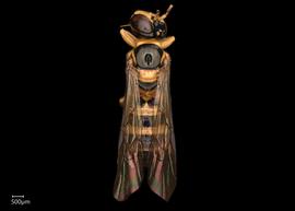   Ceratina benguetensis  male dorsal habitus, photo: Chelsey Ritner 

