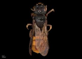   Ceratina nbsp; sculpturata nbsp;female dorsal habitus, photo: Chelsey Ritner 
