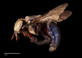  Xylocopa splendidula,nbsp;male, lateral, habitus, photo: Colleen Meidt 
